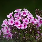 Der Phlox...