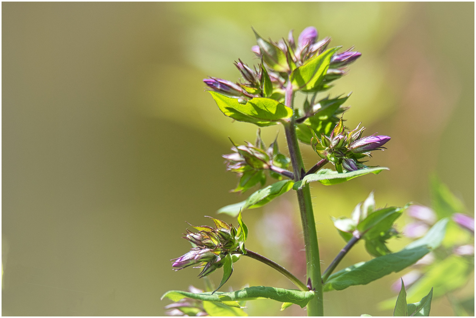 der Phlox blüht auf