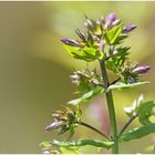 der Phlox blüht auf