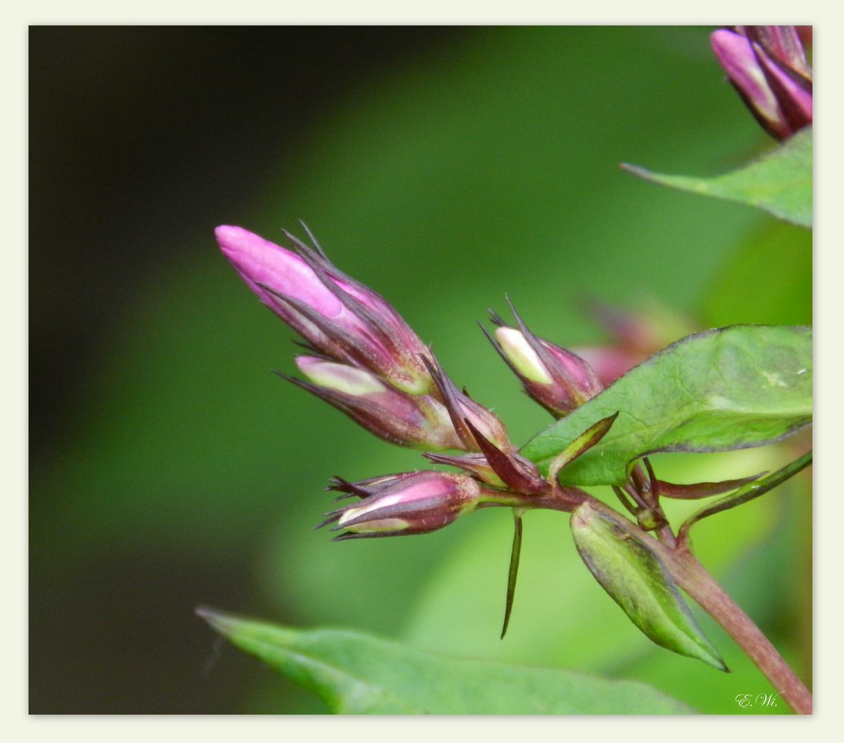 der 'Phlox' in seinen vielen Farben...