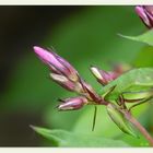 der 'Phlox' in seinen vielen Farben...