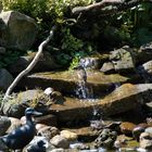 Der Piepmatz beim Baden