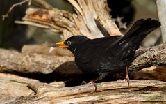 "Der pikt sich auch nur die Rosinen heraus ...."