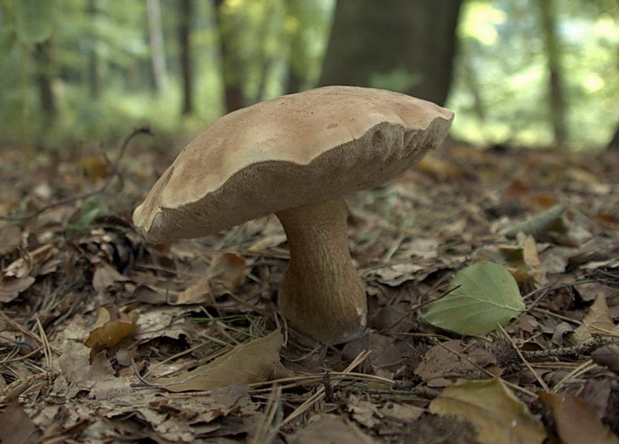 Der Pilz