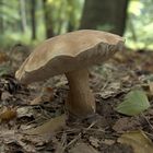 Der Pilz