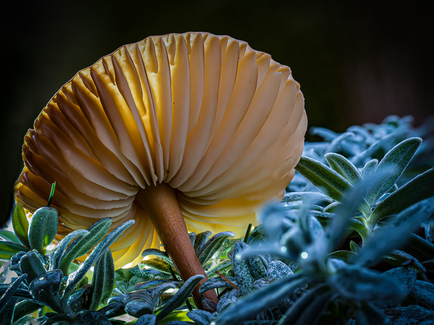 Der Pilz (2)