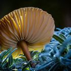 Der Pilz (2)