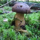 Der Pilz