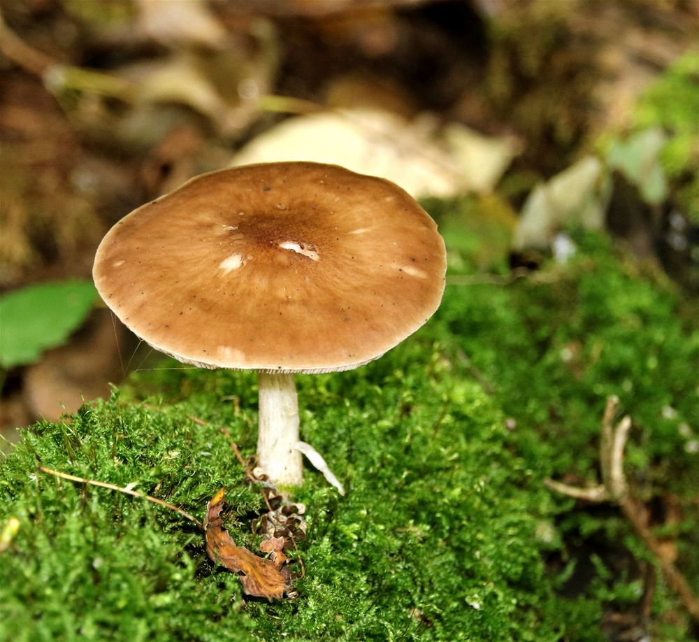 Der Pilz Foto &amp; Bild | wald, grün, natur Bilder auf fotocommunity