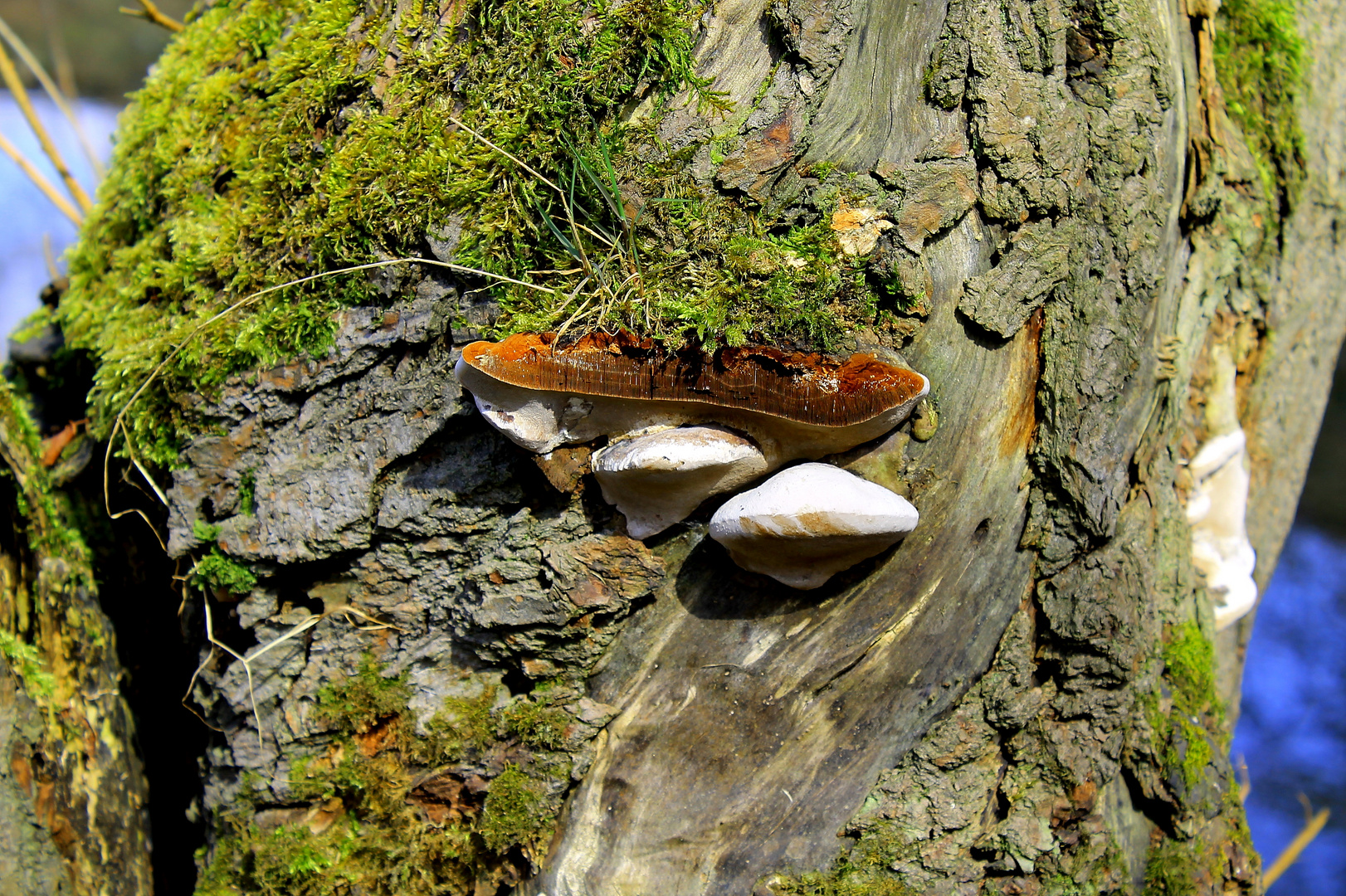 Der Pilz am Baum