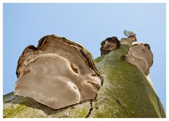 der Pilz am Baum