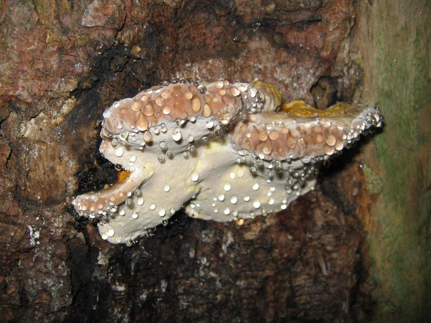 der pilz am baum