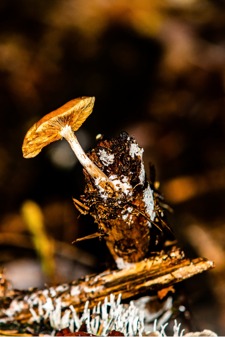 Der Pilz auf dem toten Holz