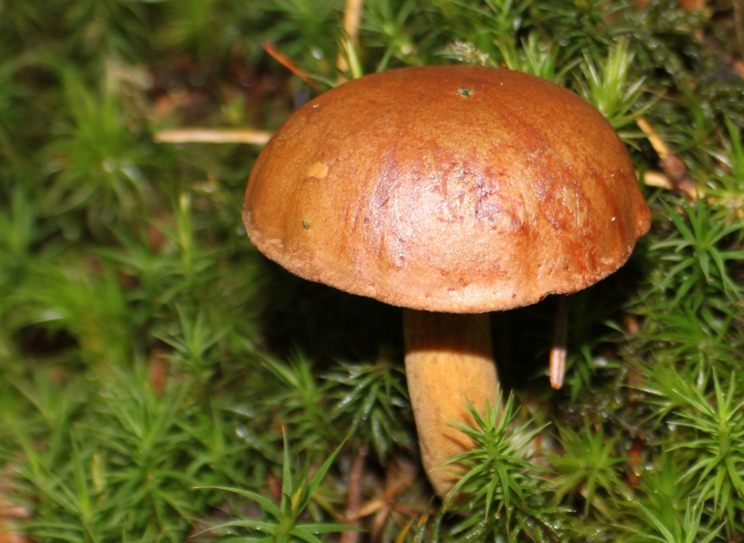 Der Pilz