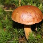 Der Pilz