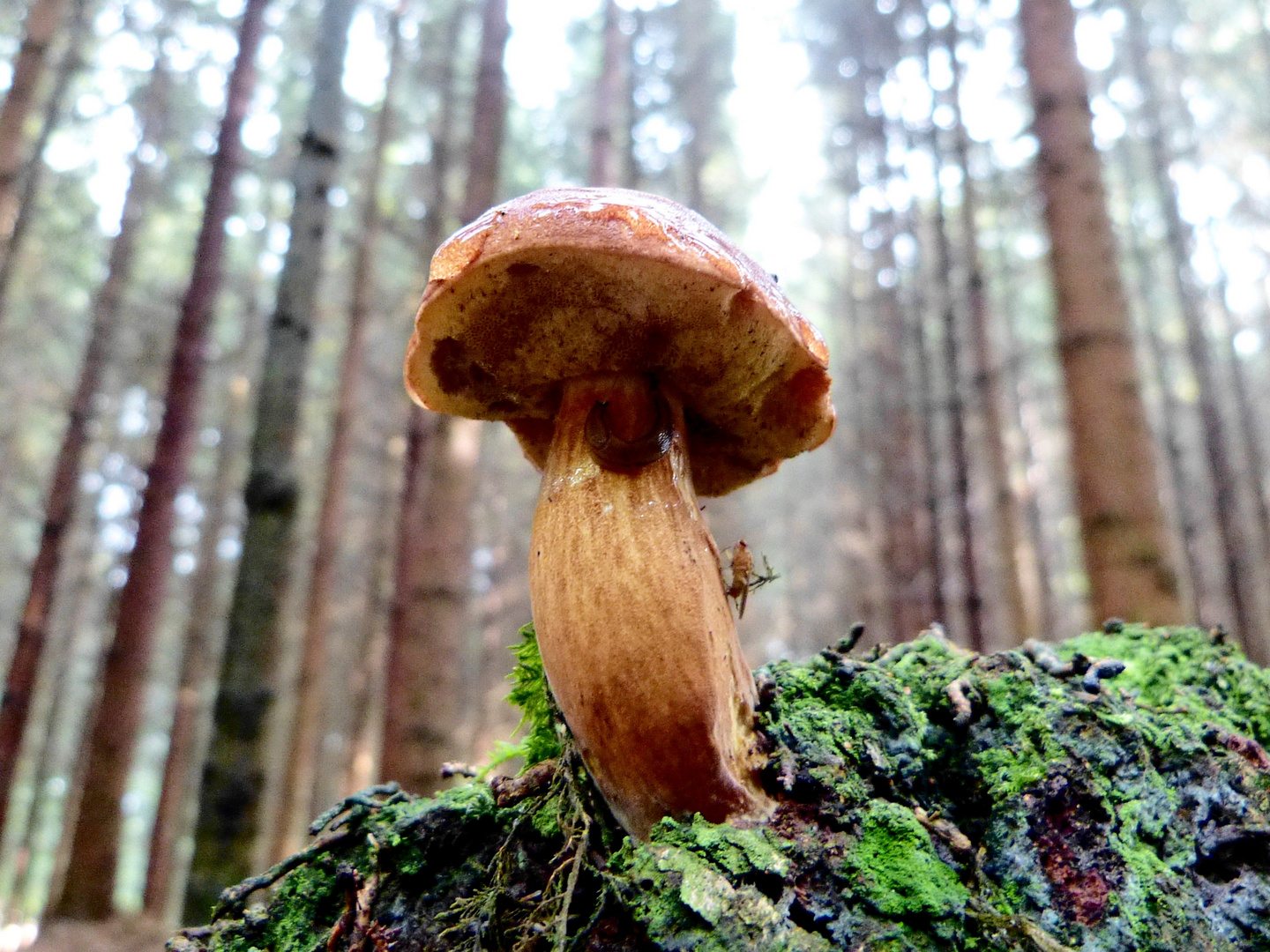 DER PILZ