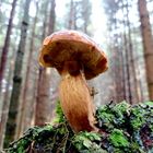 DER PILZ