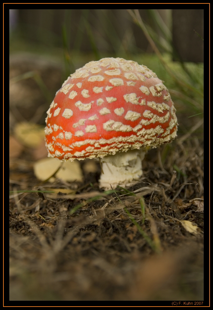 Der Pilz der fliegen kann