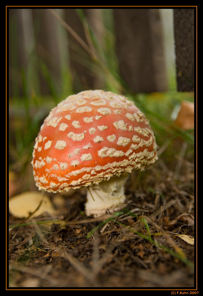 Der Pilz der fliegen kann???