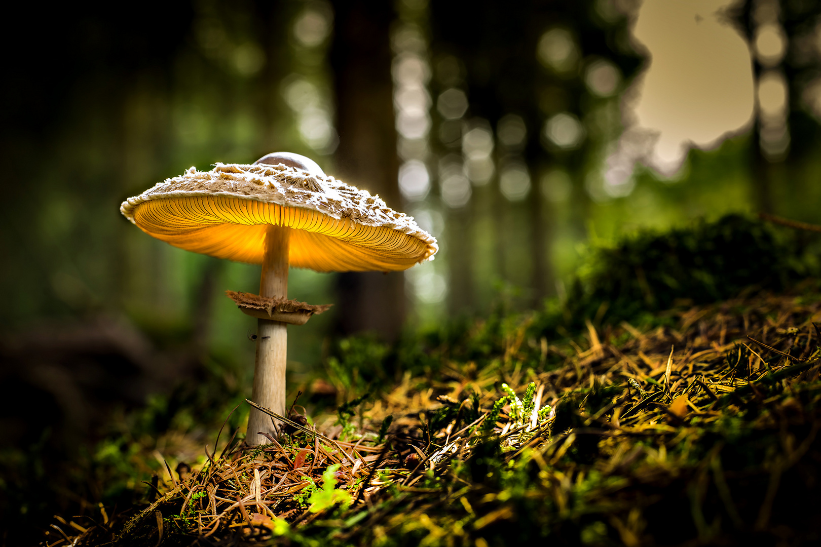 Der Pilz Foto &amp; Bild | stillleben, pflanzen, pilze &amp; flechten, pilze ...