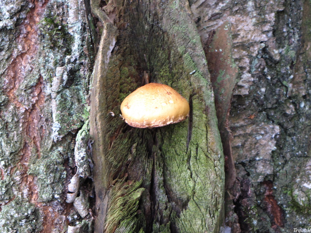 Der Pilz im Baum