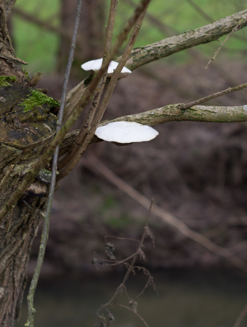 der Pilz im Baum, wer siegt ?