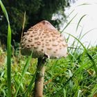 Der Pilz im Gras