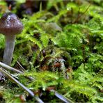 Der Pilz im Mooswald