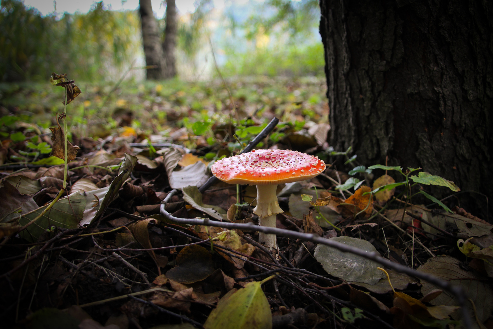 Der Pilz im Schlosspark