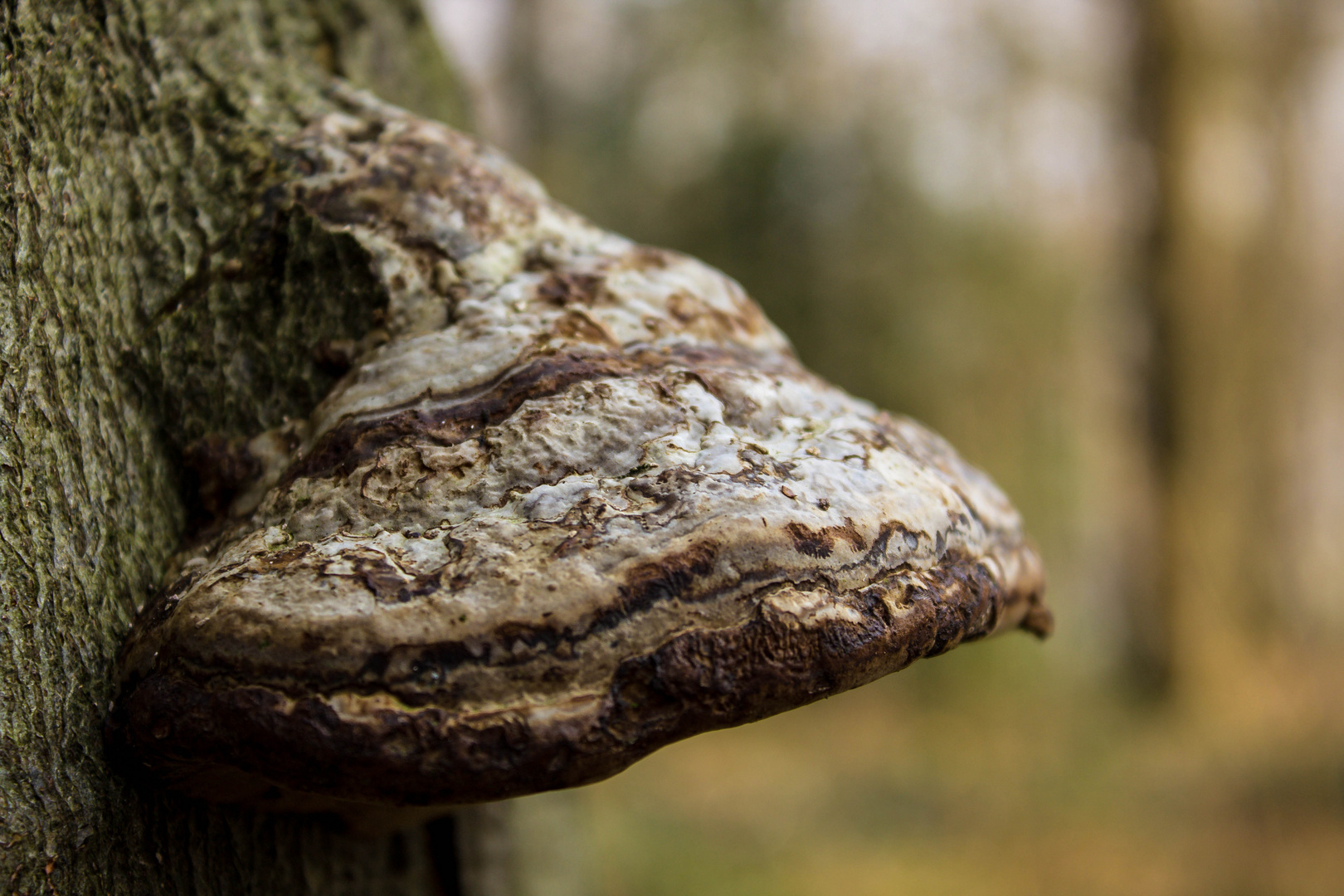 Der Pilz im Walde