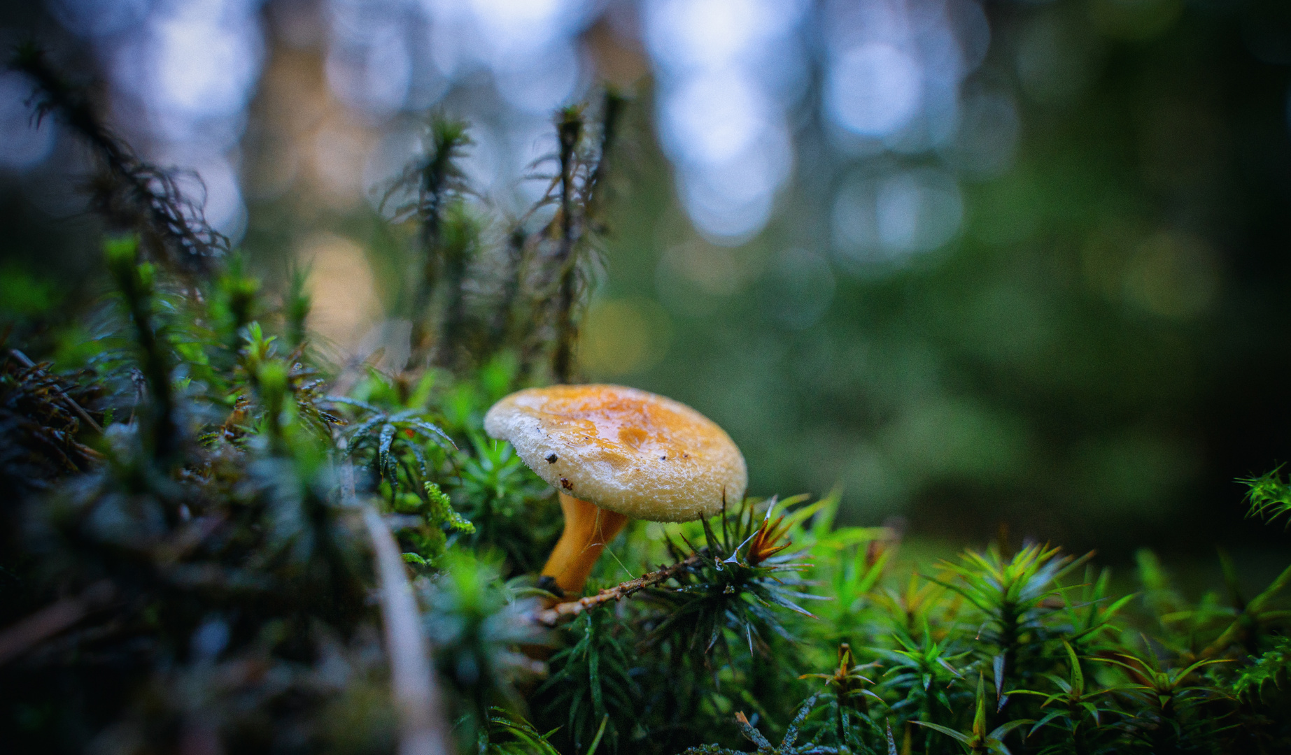 Der Pilz kommt selten alleine 