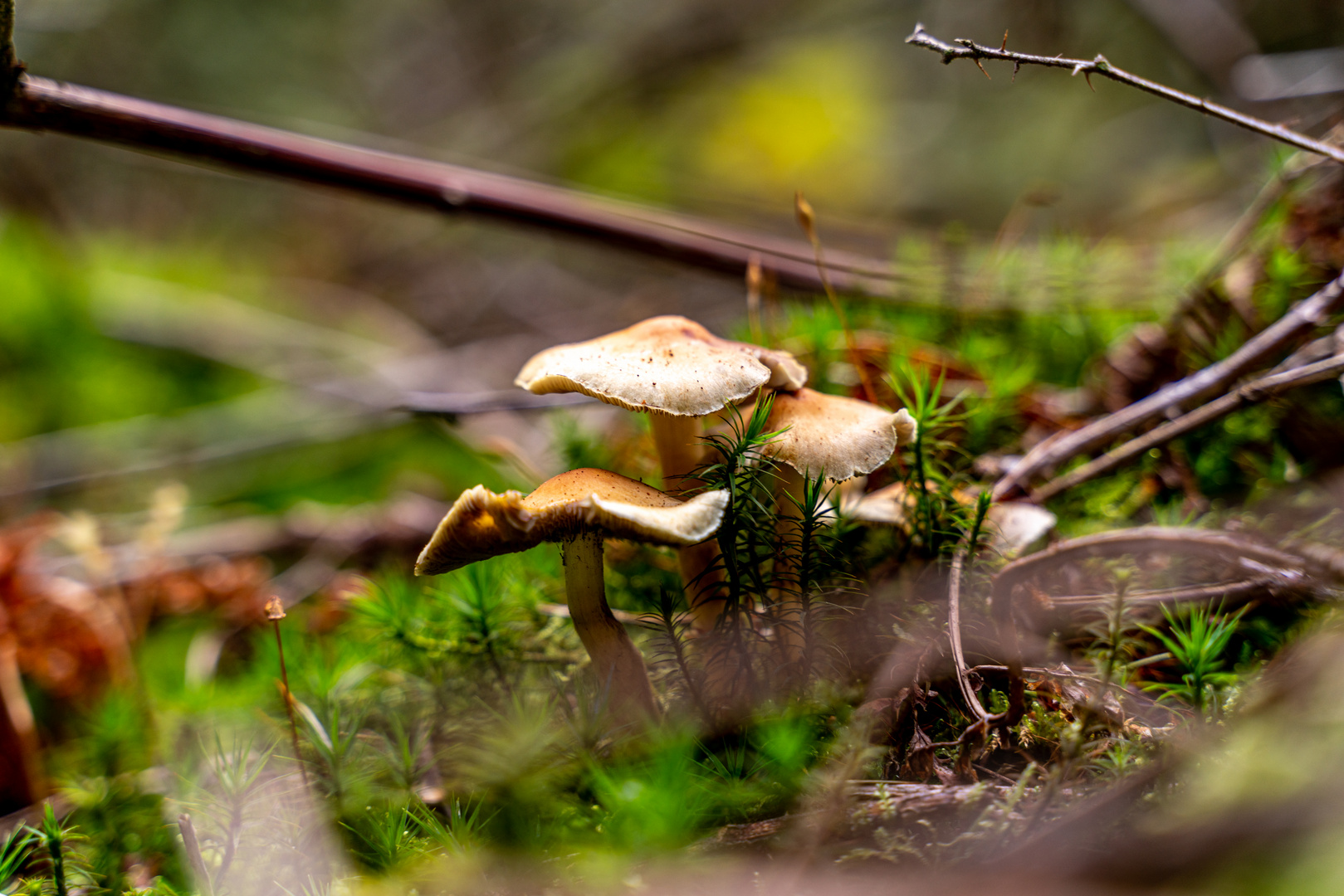 Der Pilz kommt selten alleine 