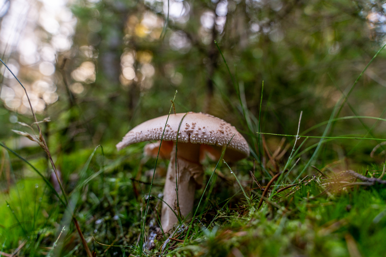 Der Pilz kommt selten alleine 