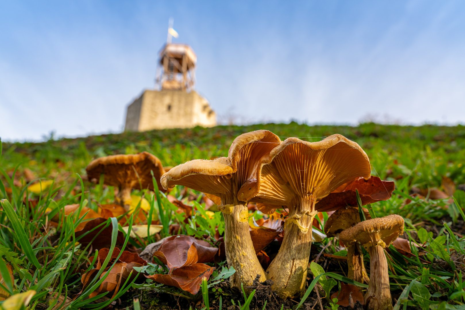 Der Pilz und die Burg