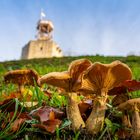 Der Pilz und die Burg