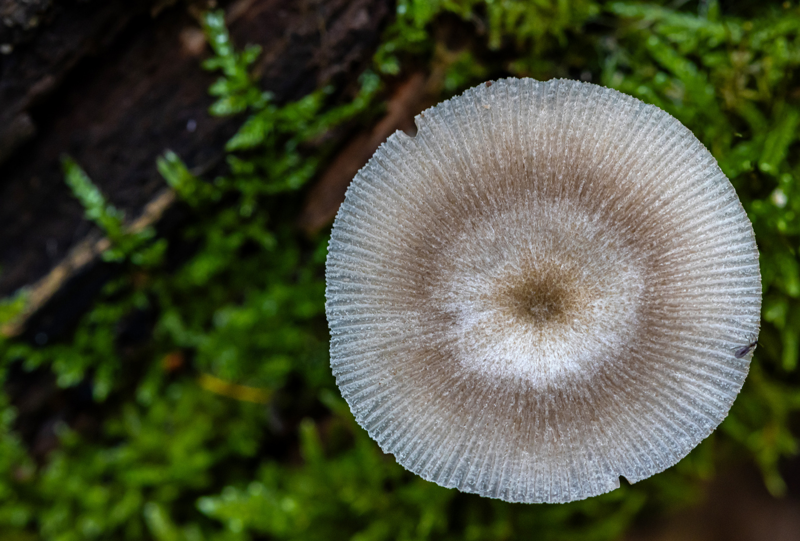 Der Pilz war schon sehr klein.