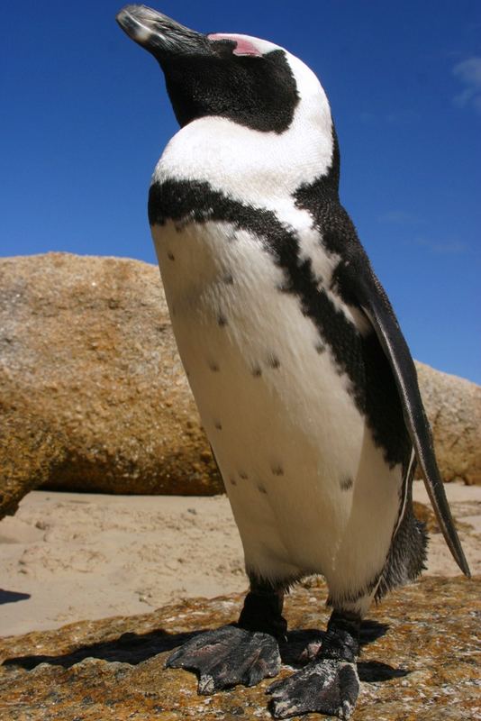 Der Ping der Ping Der Pinguin Foto & Bild africa, southern africa