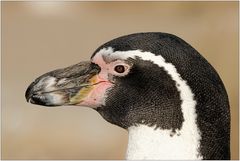 Der Pinguin...
