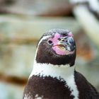 Der Pinguin