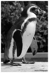 Der Pinguin