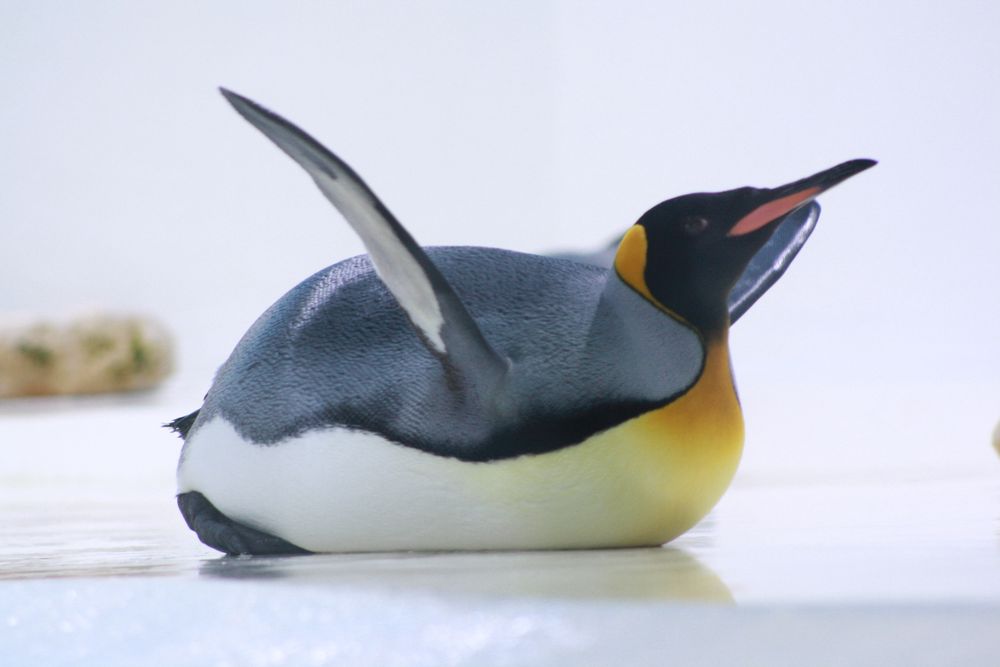 der Pinguin beim Sonnen Foto & Bild | tiere, zoo, wildpark ... der Pinguin beim Sonnen Foto & Bild | tiere, zoo, wildpark ...