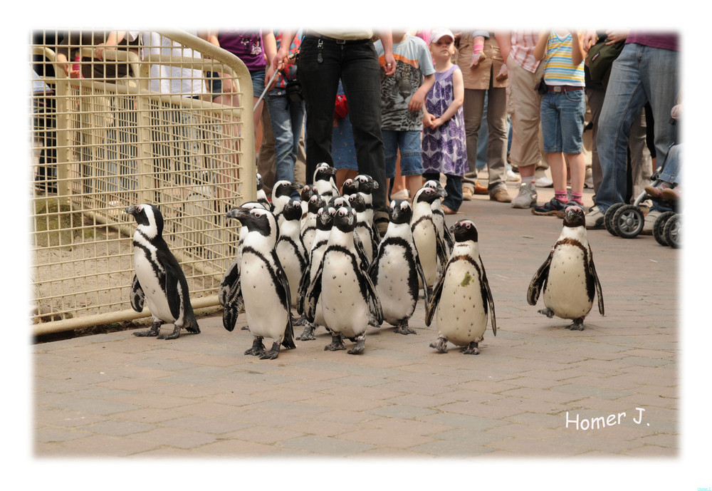 Der Pinguinmarsch im Allwetterzoo Münster