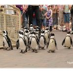 Der Pinguinmarsch im Allwetterzoo Münster