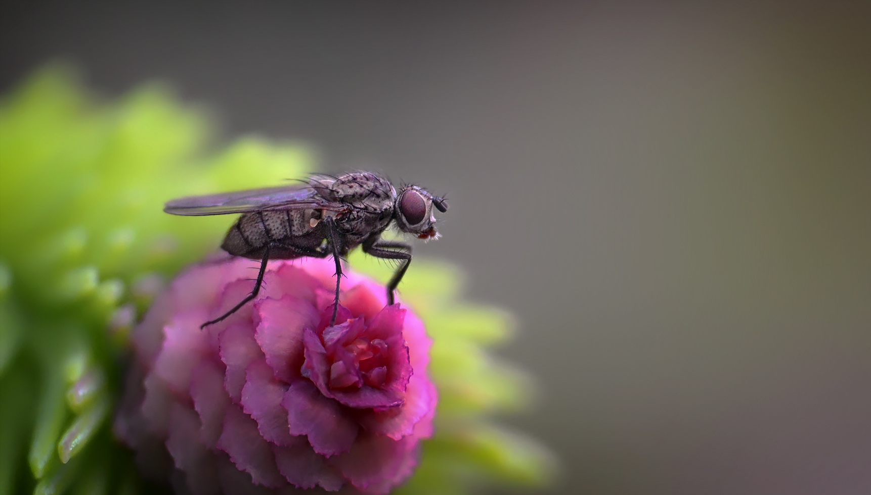 der pinke beobachtungsposten ...