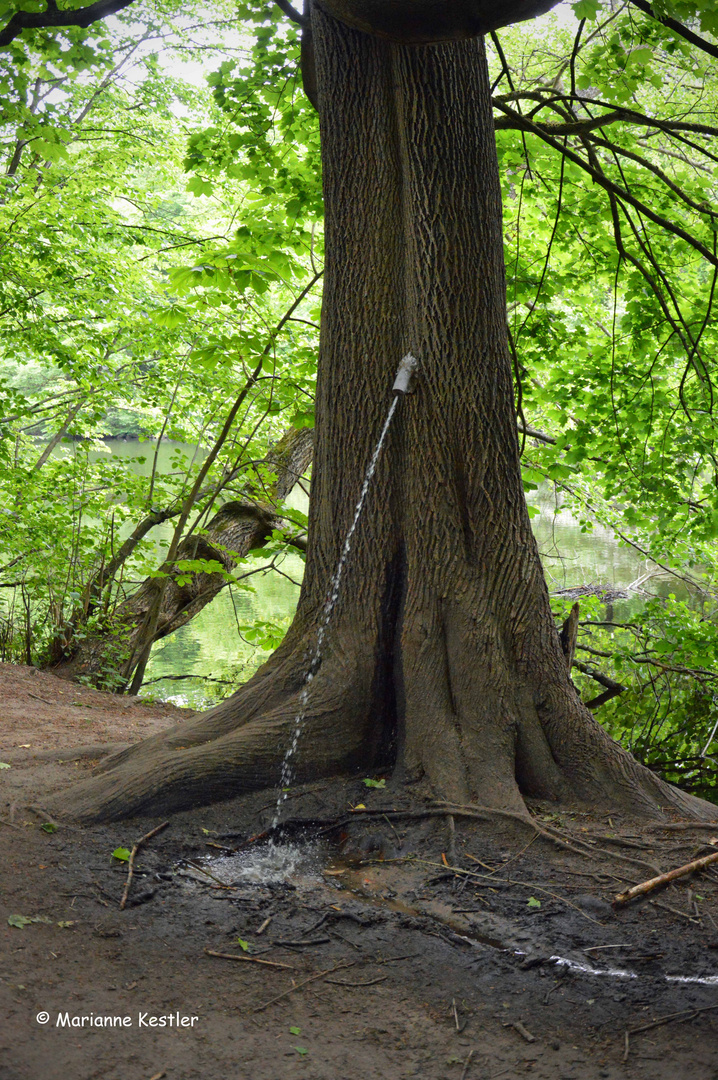 Der Pinkelbaum