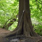 Der Pinkelbaum