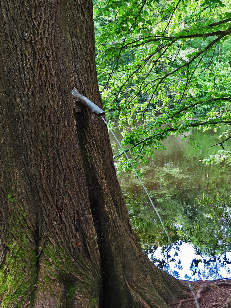 Der pinkelnde Baum