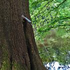 Der pinkelnde Baum