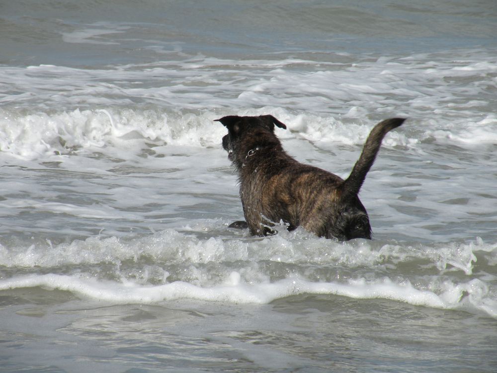 Der Pino hat sich im Urlaub als "Seehund" bewehrt .