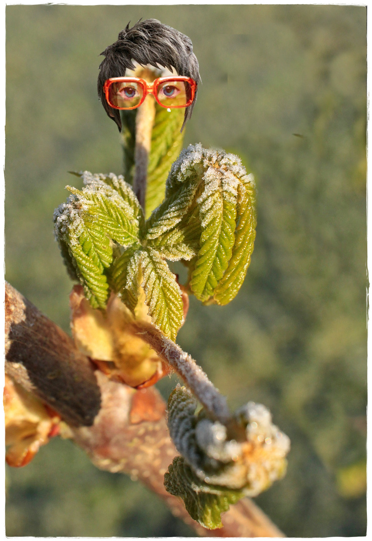 Der Pinocchio unter den Kastanienblättern